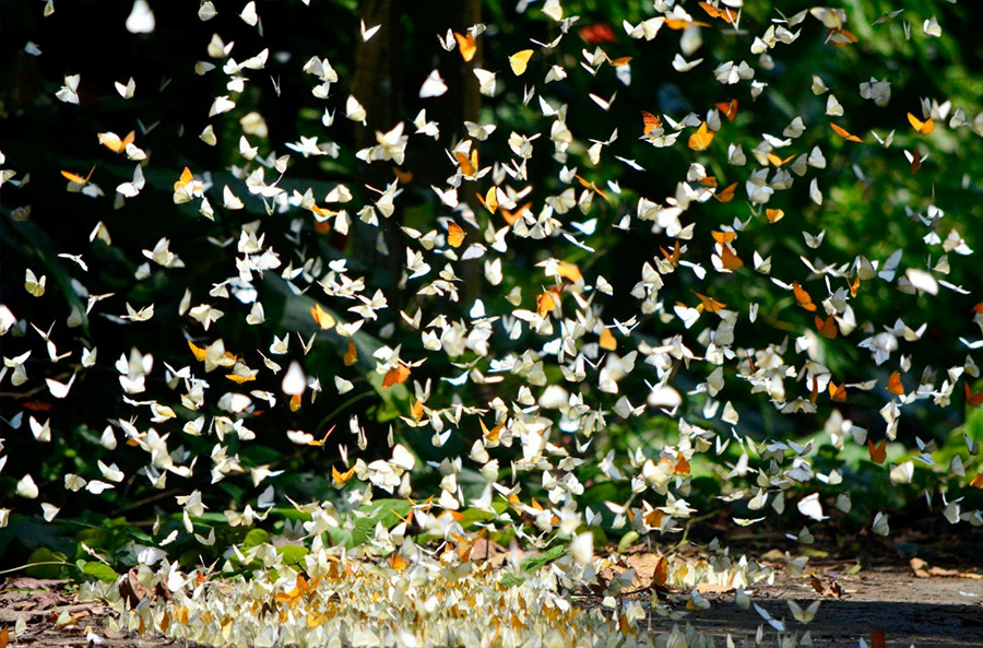 Bướm rừng cúc phương