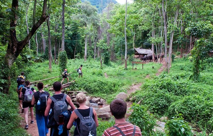 Vườn cúc phương